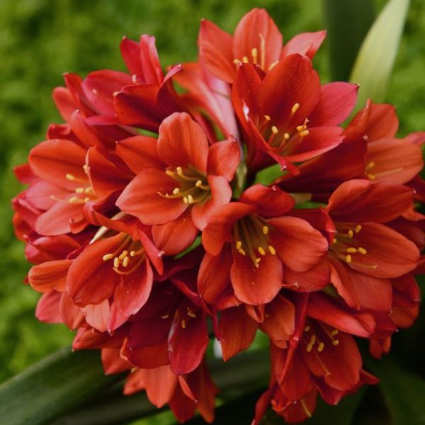 Autumn Harvest Orchid Arrangement