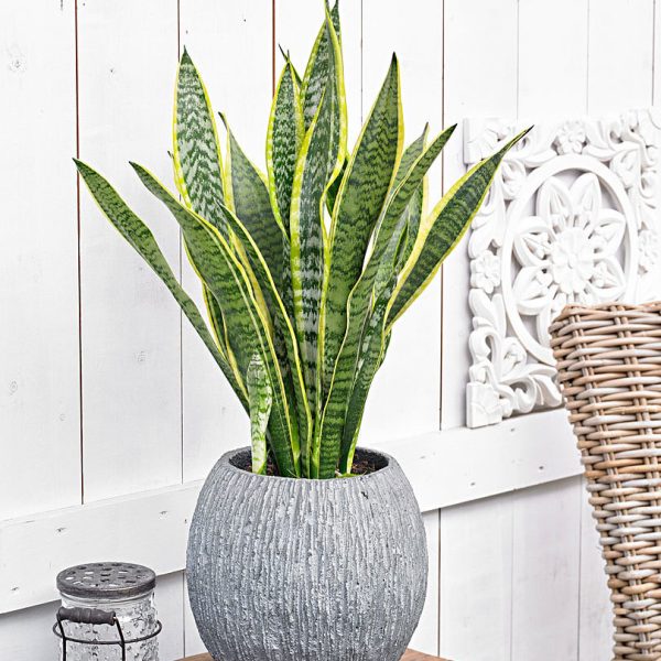 Yellow Tulip & Baby's Breath