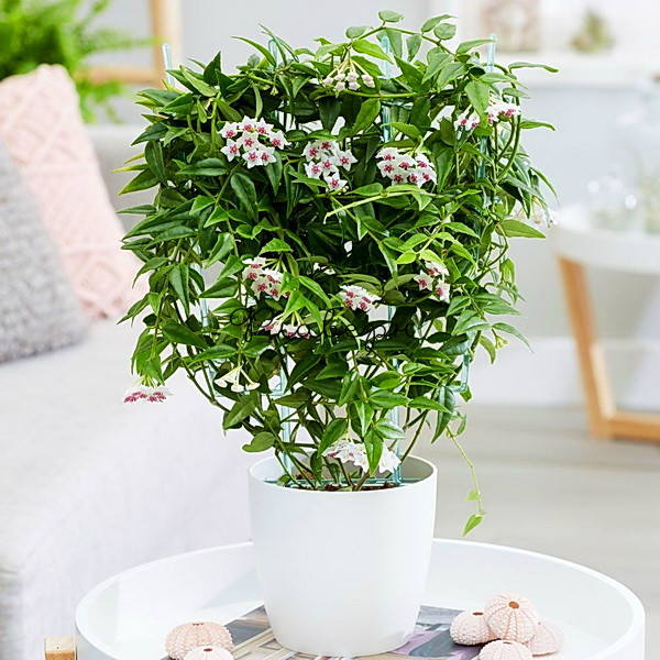 Blushing Rose & Daisy - Image 3