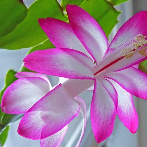 Sunflower & Citrus Bouquet