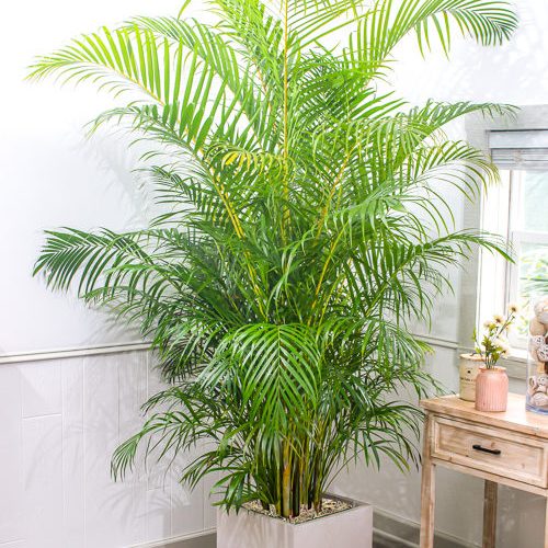 Lily & Fern Garden Arrangement