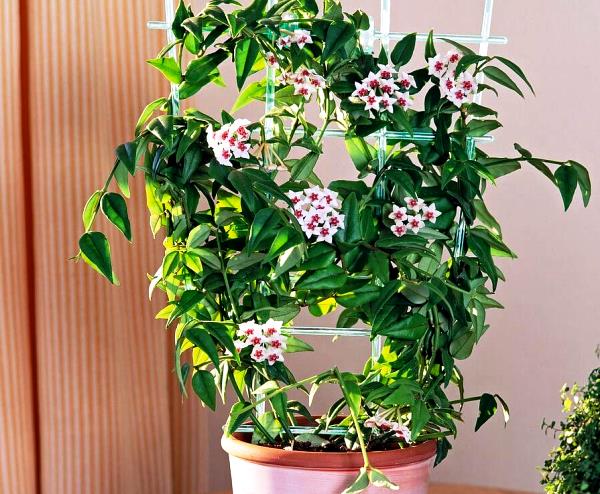 Blushing Rose & Daisy - Image 4