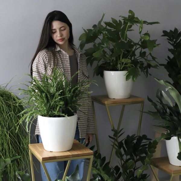 Charming Violet & Fern Mix