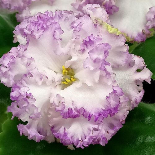 Tropical Orchid & Lily Vase