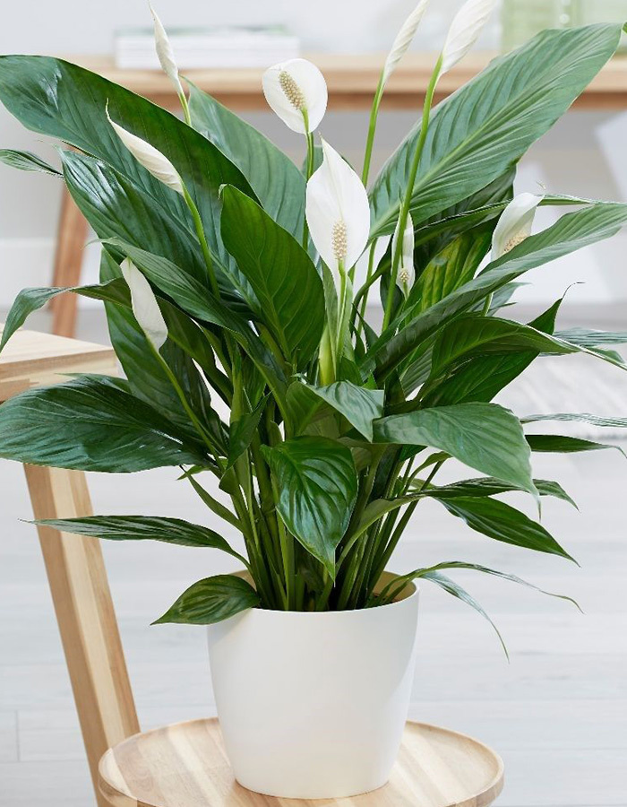 Holiday Poinsettia Basket - Image 4