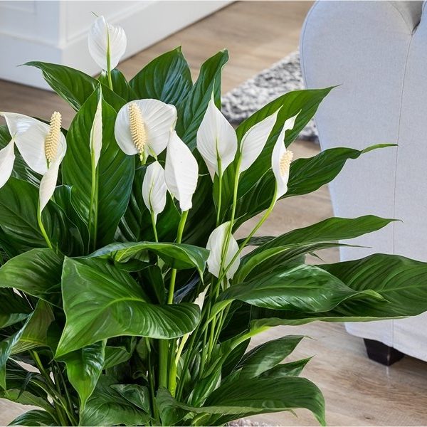 Holiday Poinsettia Basket